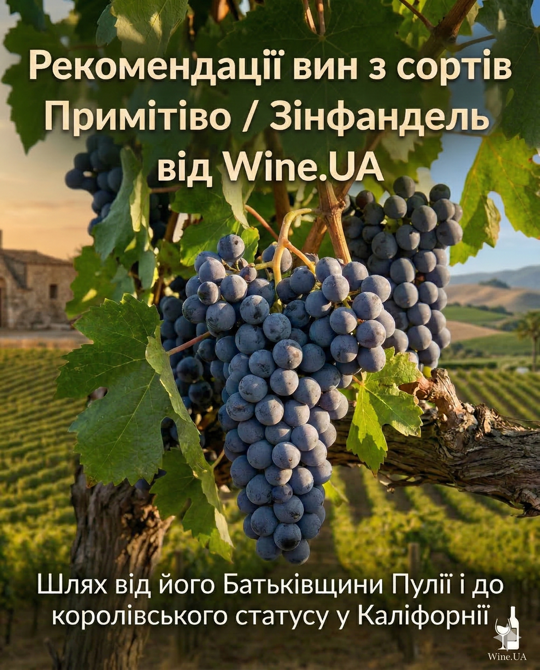 Рекомендації від WineUA. Вина з сорту Primitivo / Zinfandel