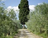 Olive Trees and Cypress at Felsina